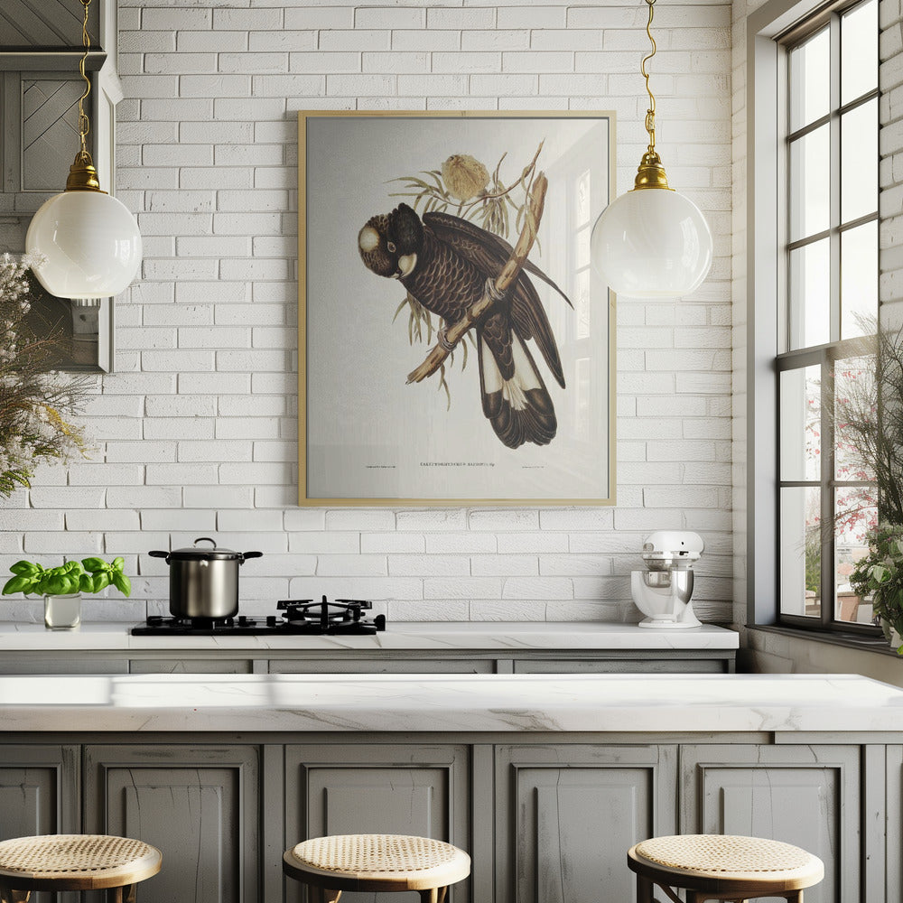 Baudin's Cockatoo Poster
